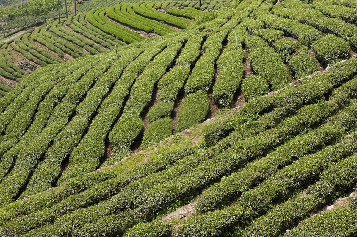 茶叶水溶肥厂家直销批发