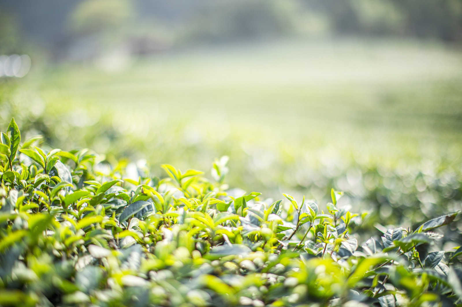 茶树怎么科学施肥？茶树科学施肥的方法