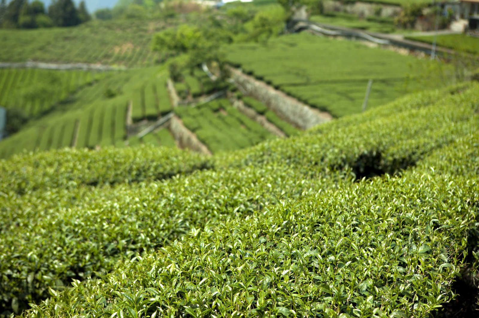 油茶树有机水溶肥有何作用通化