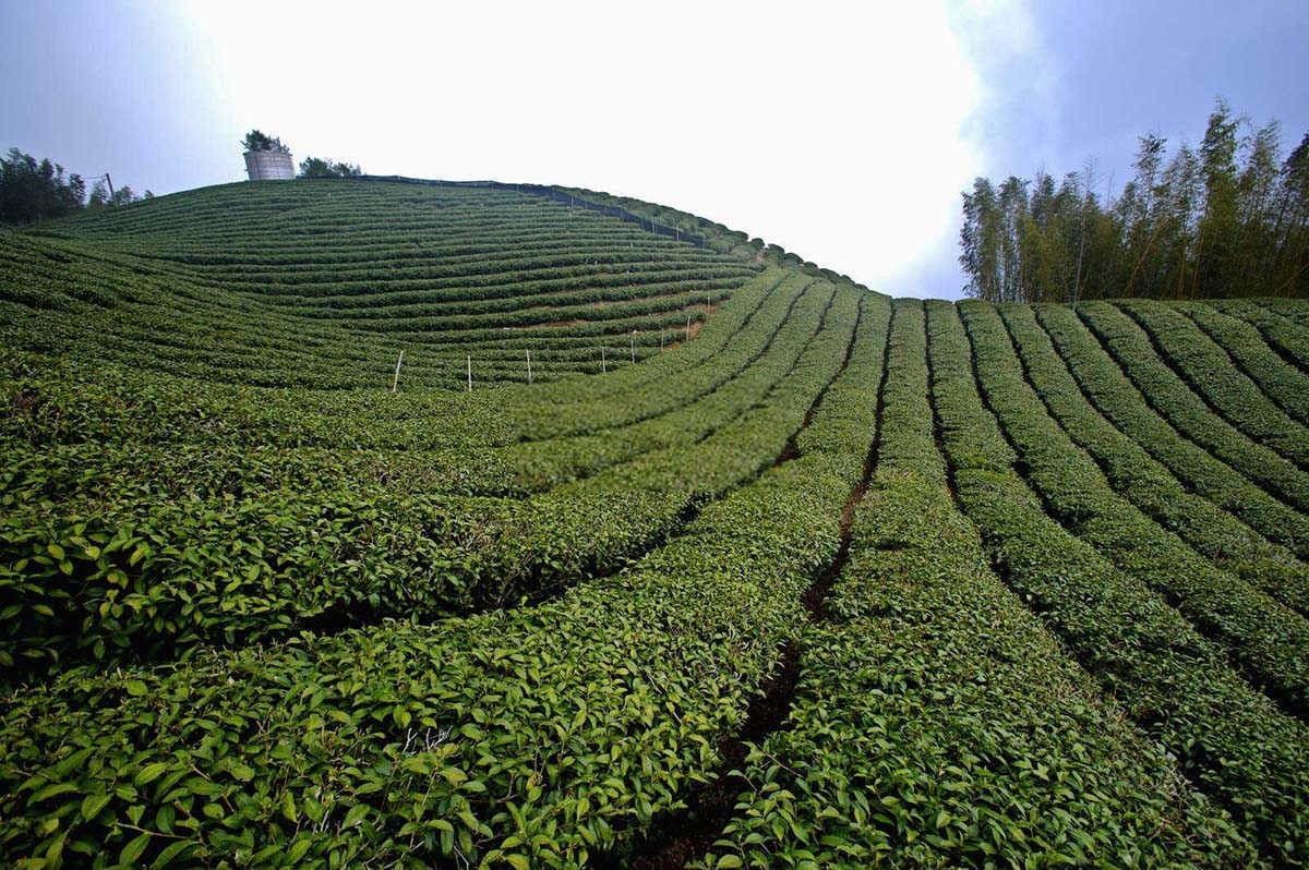 茶园守护者：有效防治茶小卷叶蛾的药剂策略