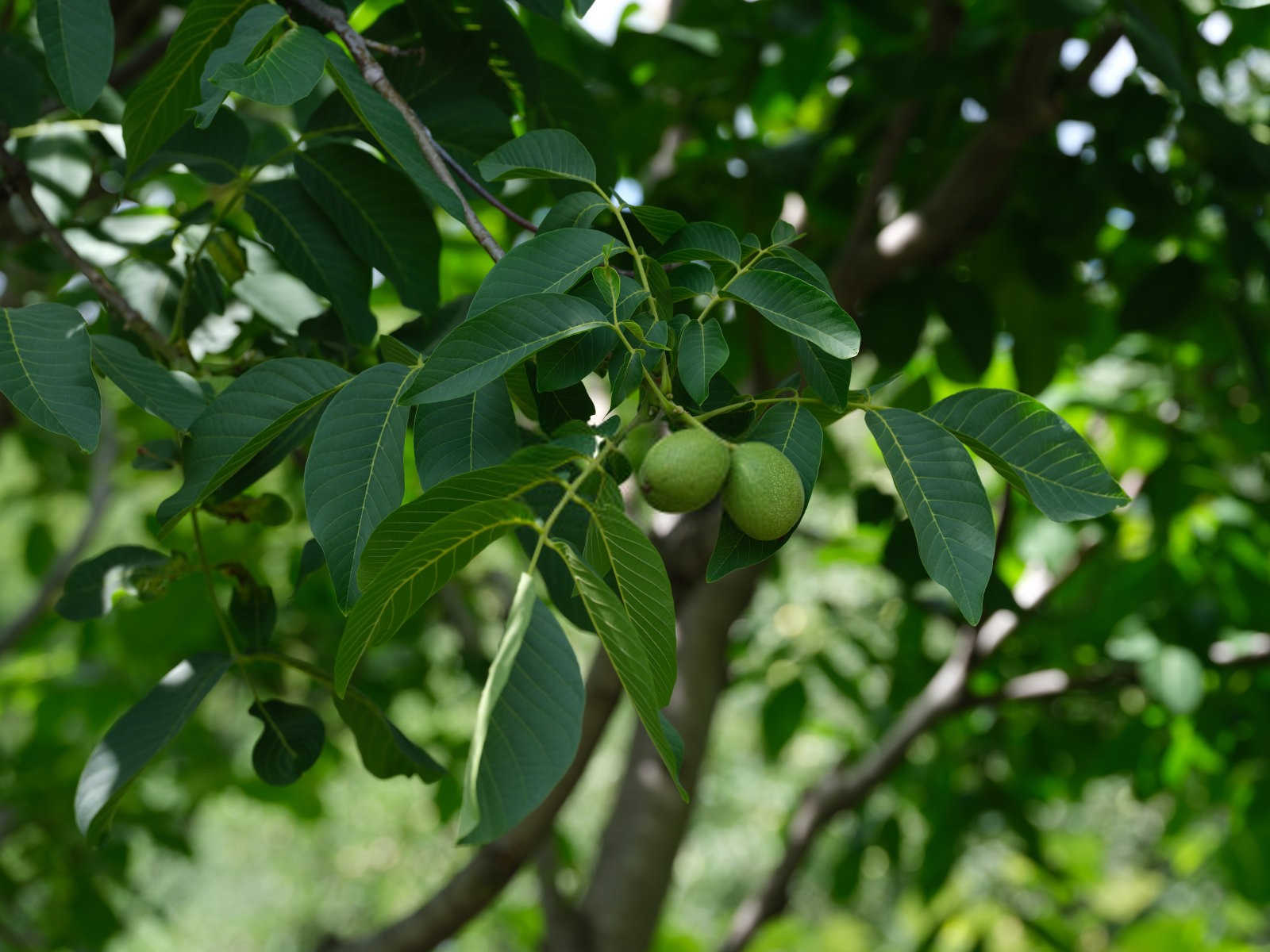 核桃越冬管理：关键技巧与要点解析