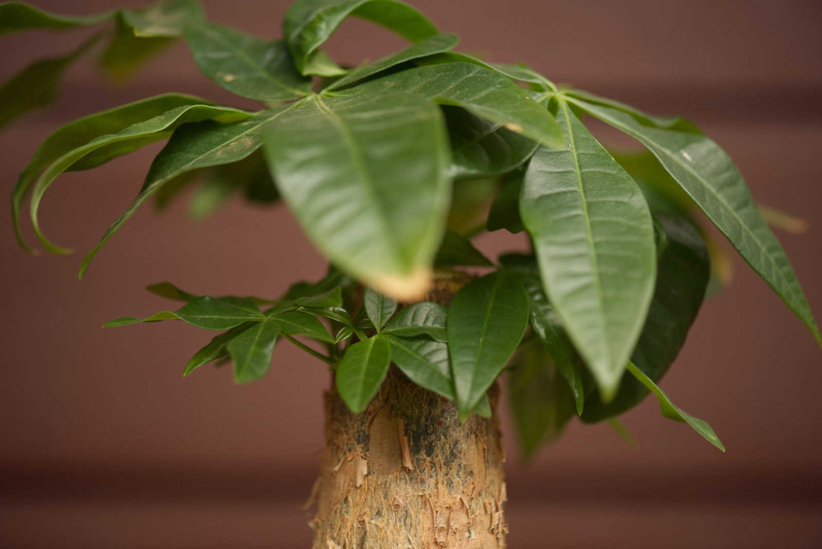 揭秘发财树的繁茂之道：掌握正确的种植方法？