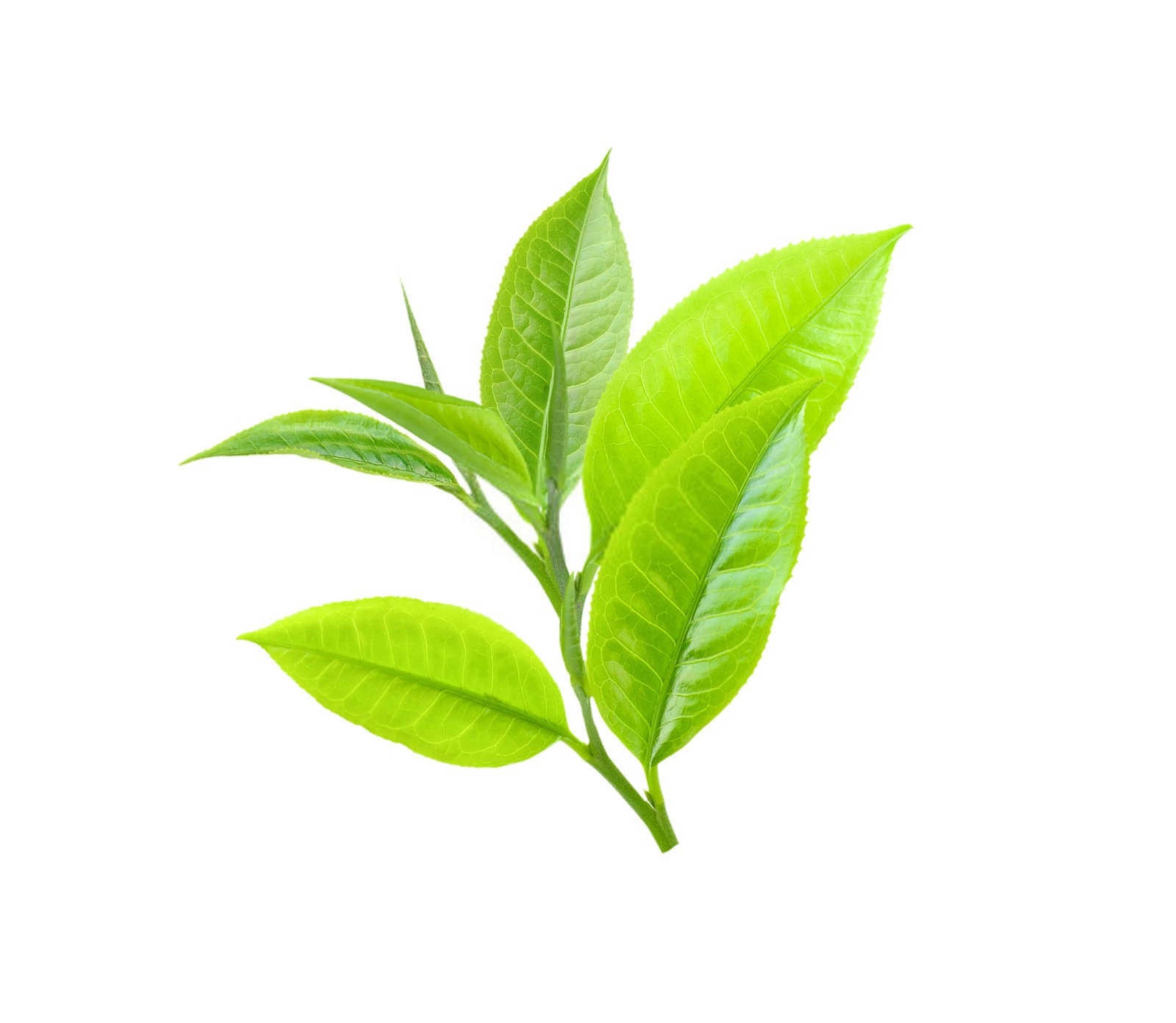 海藻矿源黄腐酸钾使用方法茶叶？