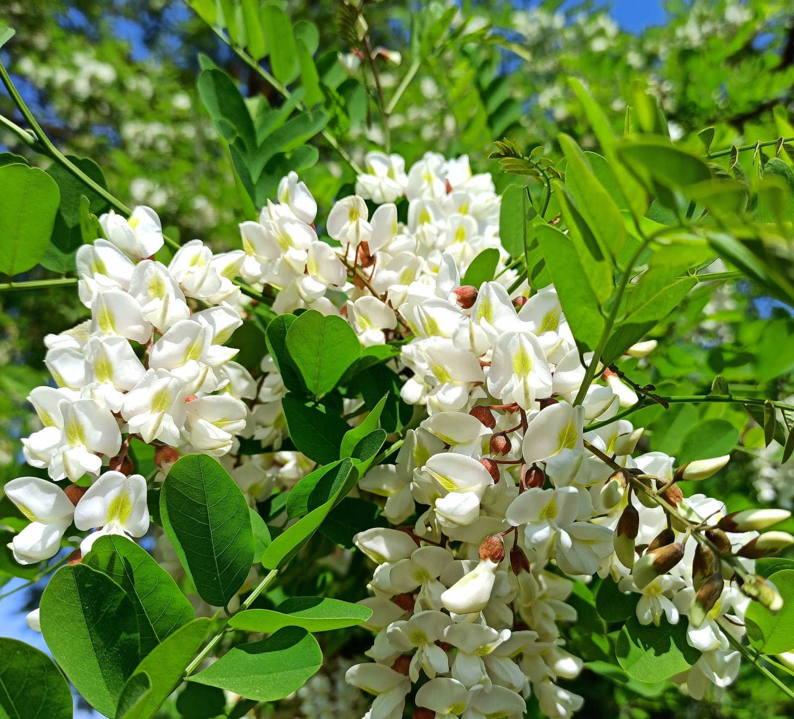 植物缓释肥的使用方法2025国槐？