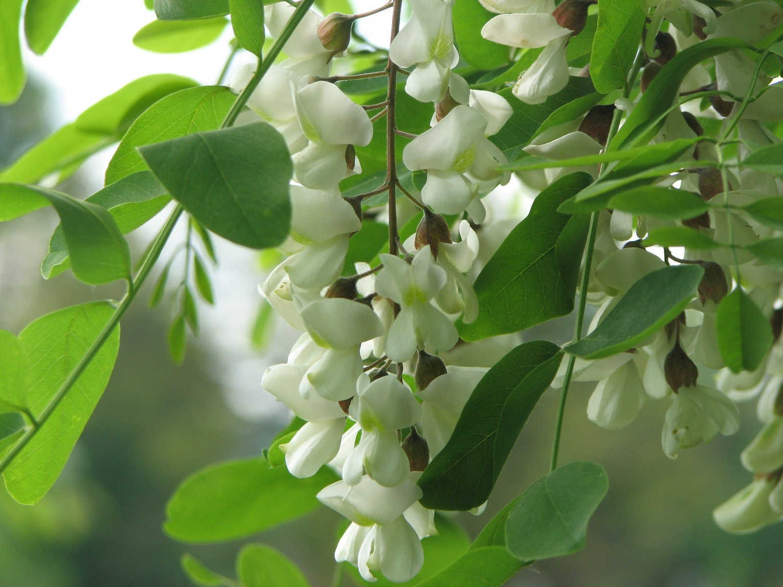 国槐移植技术6要点