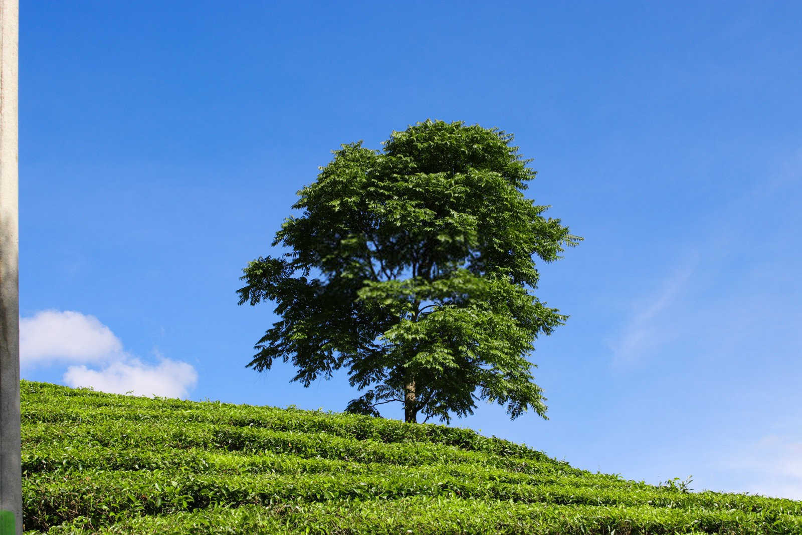 不需要洗茶的原因