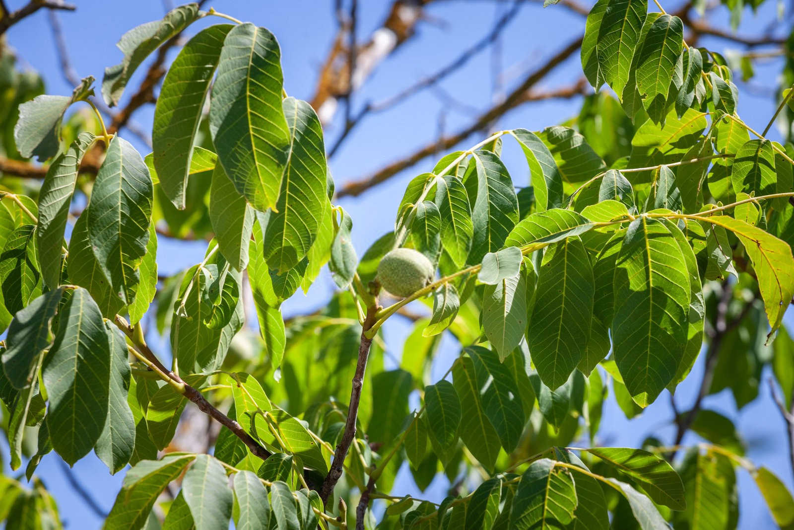 核桃种植过程中常见虫害有哪些？