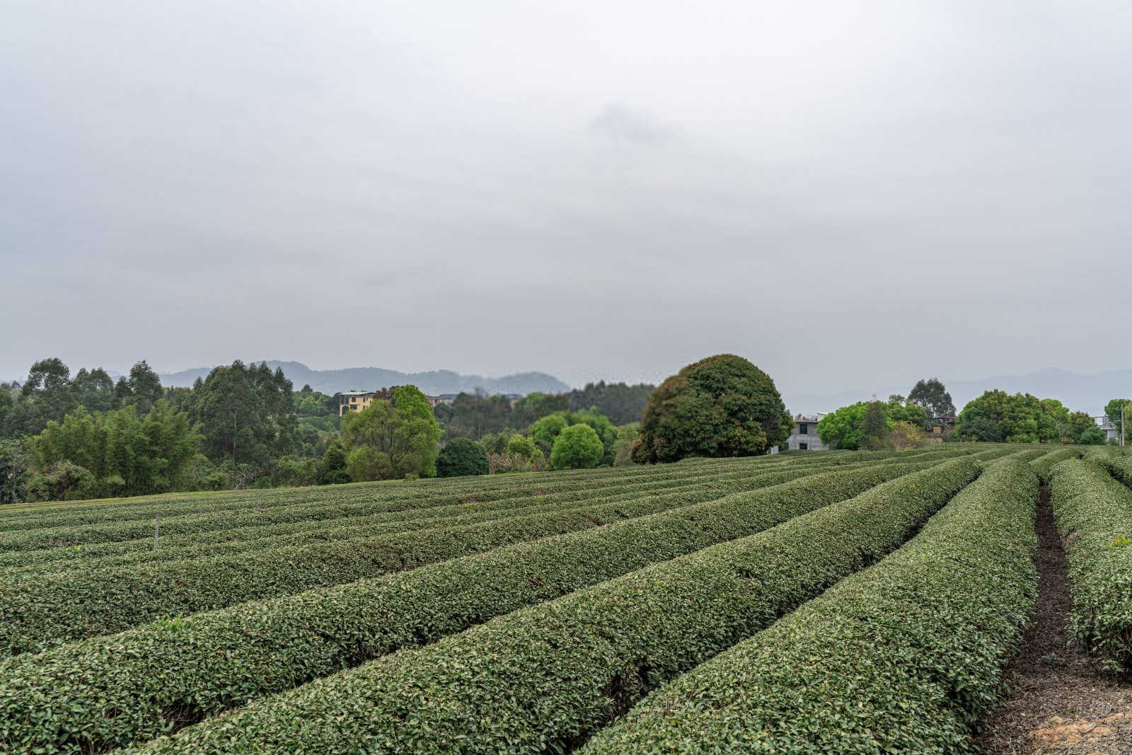 怎样防治茄子茶黄螨虫害？