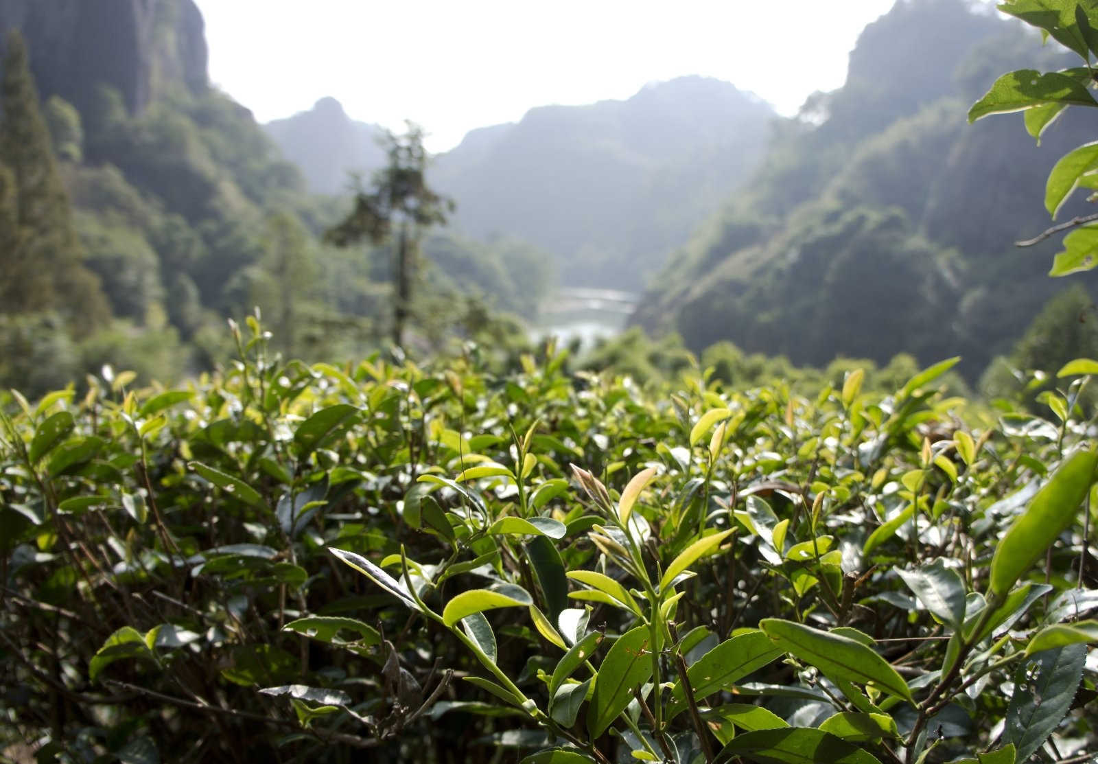 茶梅移栽：掌握关键步骤与注意事项，确保绿意盎然