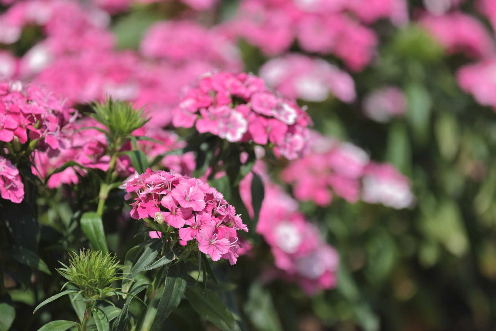 香石竹腐植酸水溶肥可以浇定根水吗？