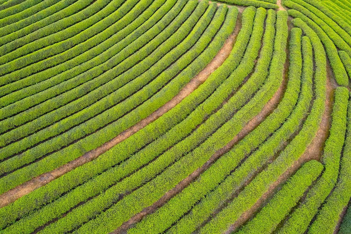 幼龄茶园的防旱抗技术