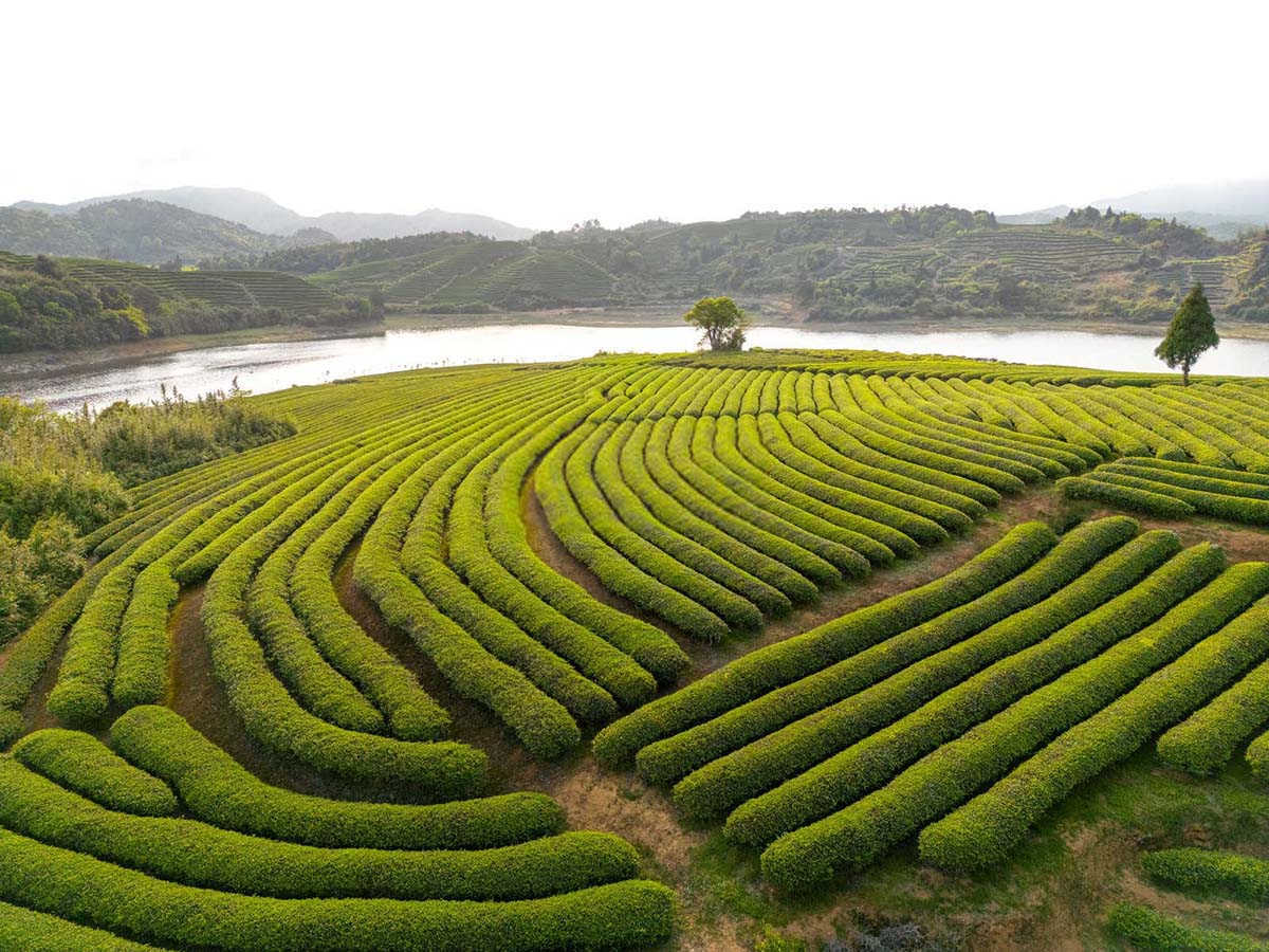 有机茶生产技术操作规程