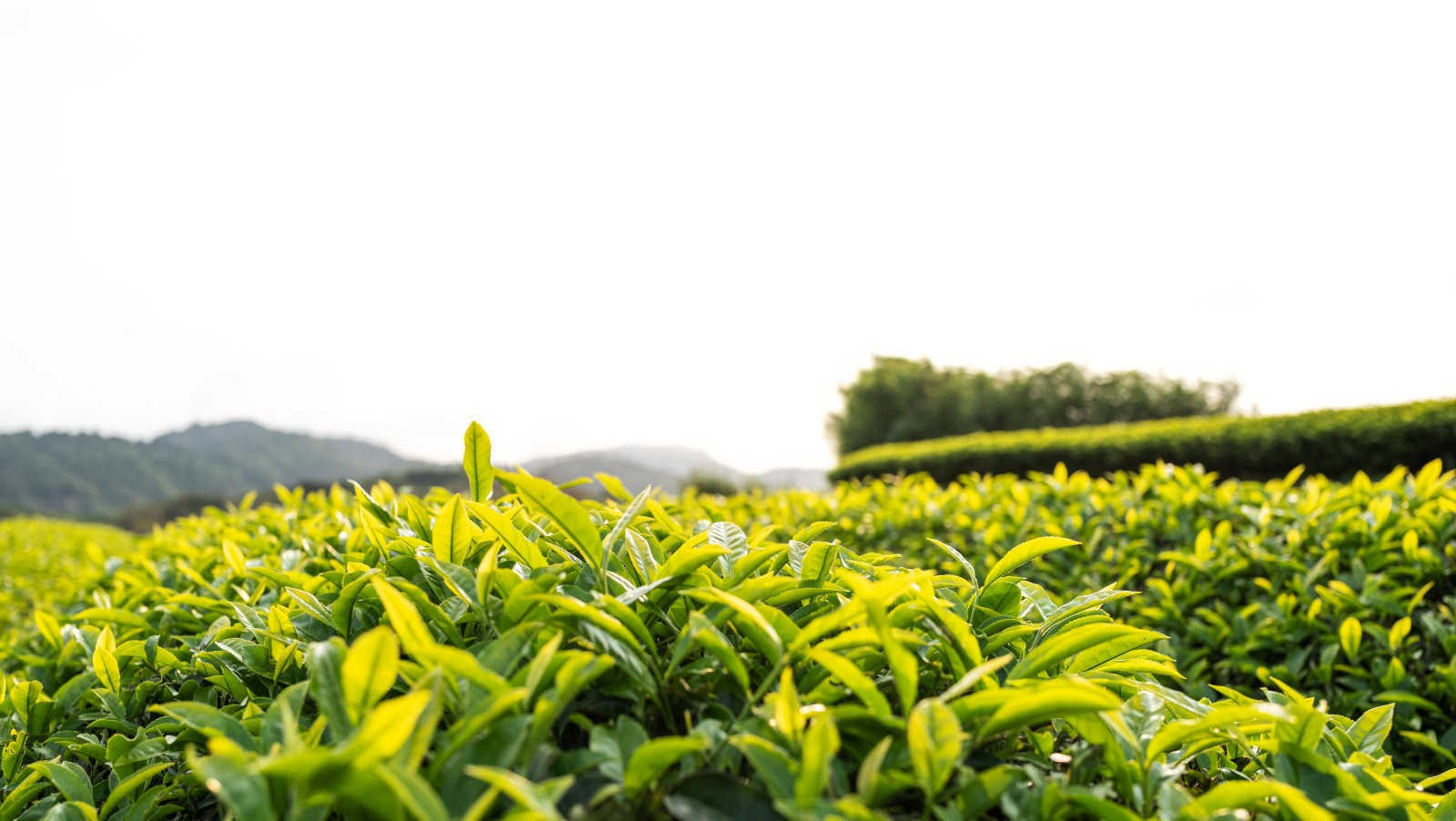 绿色守护：茶树病虫害的农药防治新策略