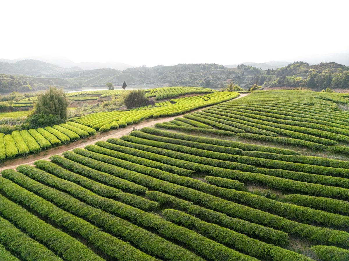 茶树抗旱减灾：叶面肥喷施技术的探索与实践