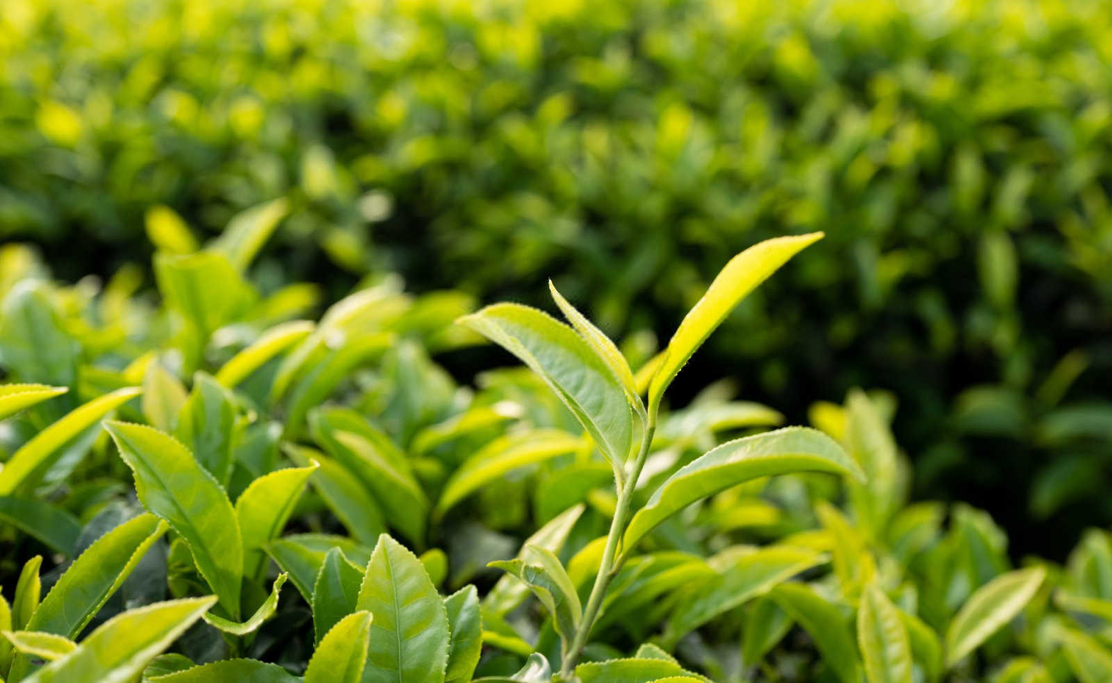 幼龄茶园的防旱抗技术