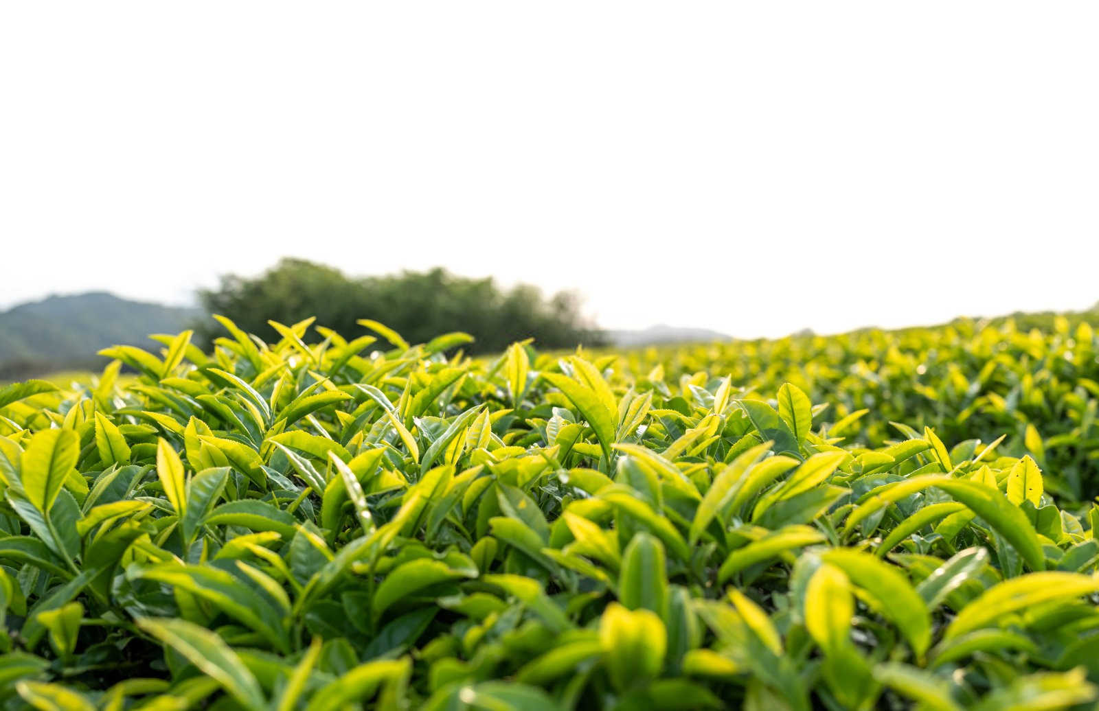 绿意盎然：茶园病虫害的生物防控策略