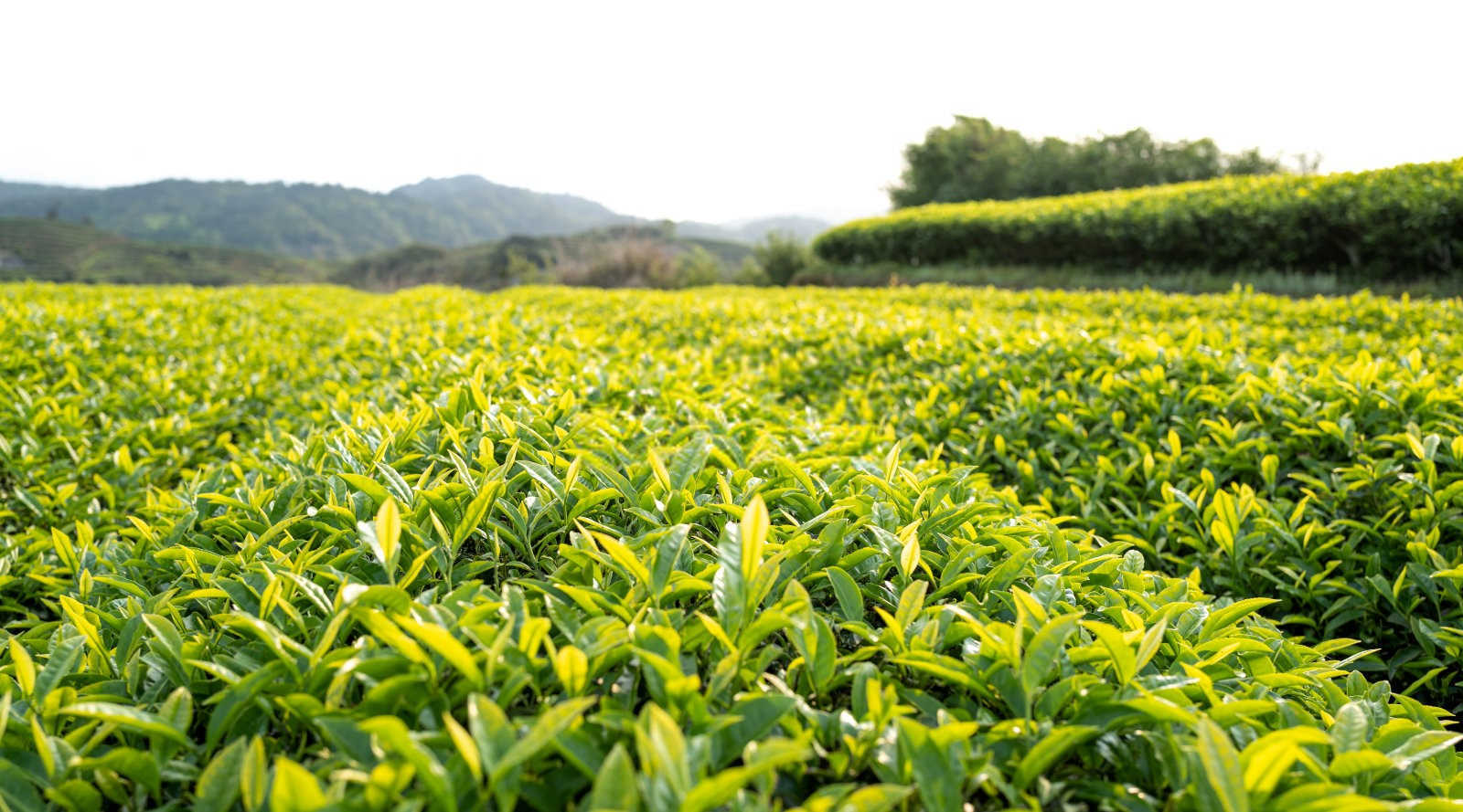 田间守护神：正确选择防治茄子茶黄螨的农药