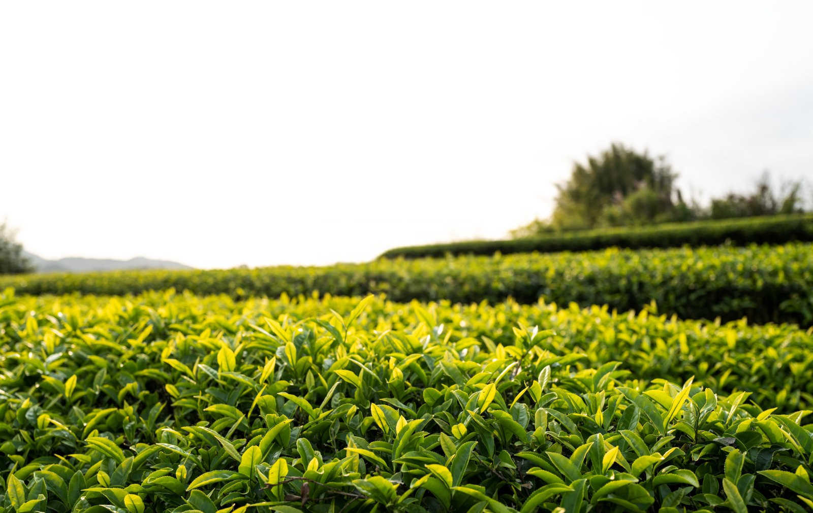 茶花水溶肥多久用一次？