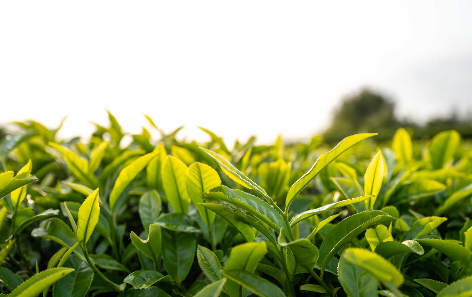 筑牢防线，共抗茶饼病——近期加强防治策略探讨