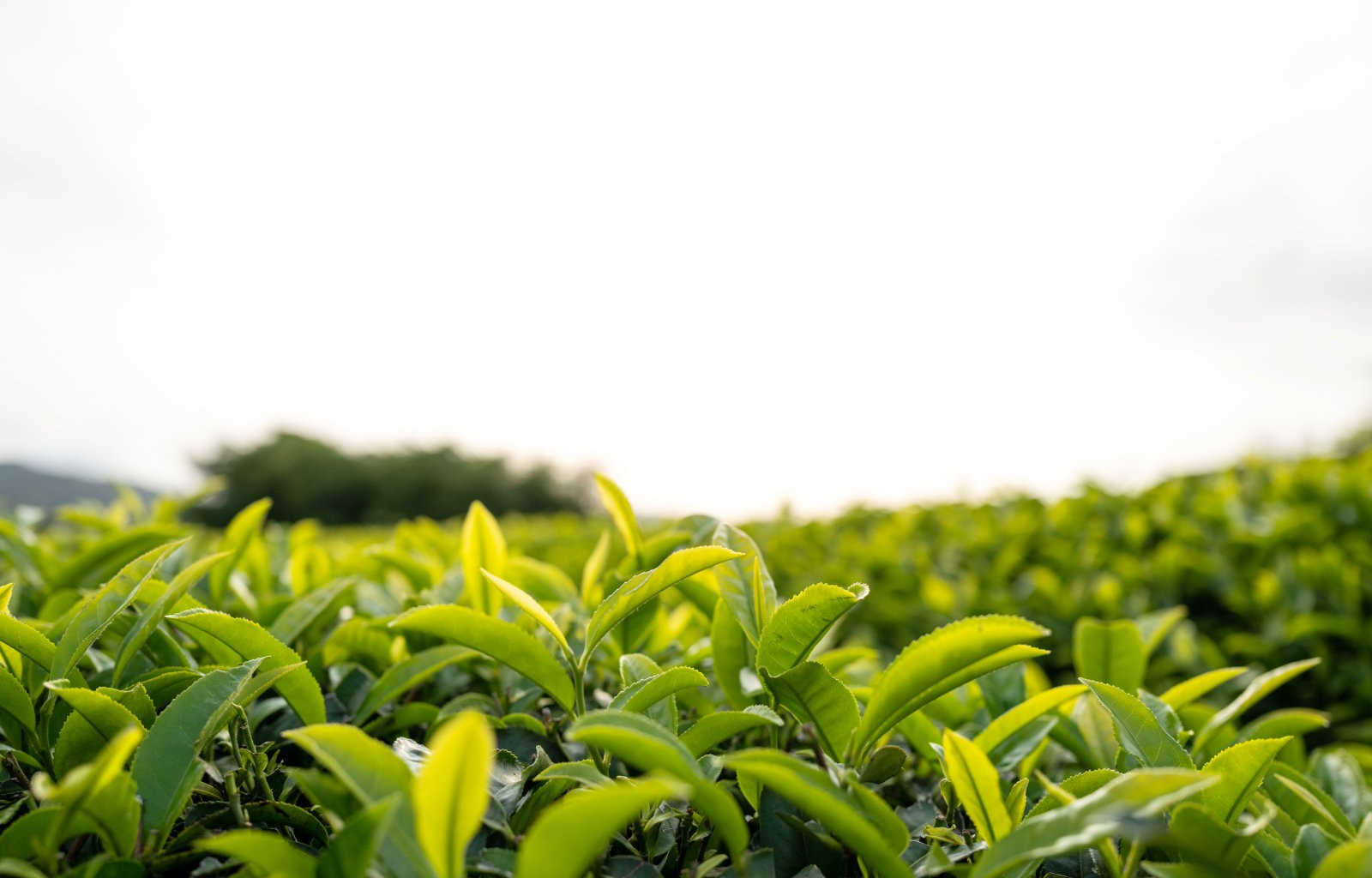 油茶高产的秘密：科学施肥技巧揭秘