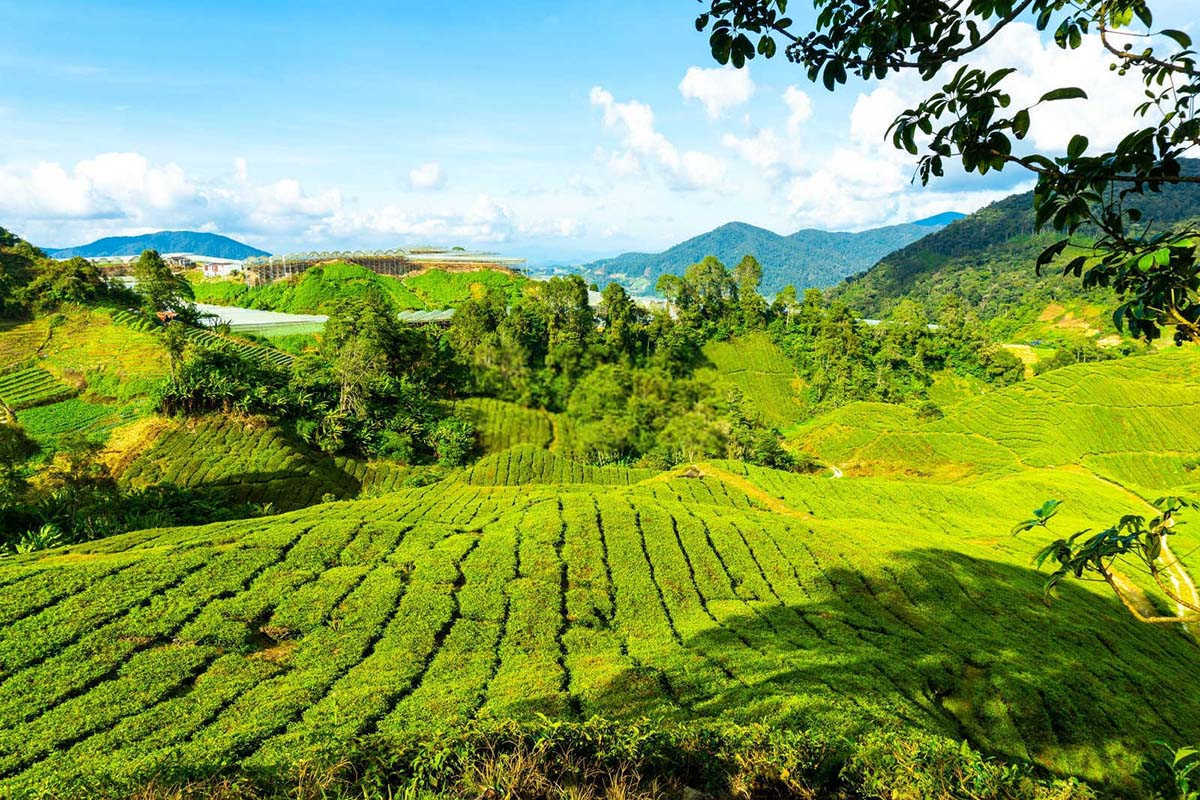 茶园颗粒肥和水溶肥哪个好用？