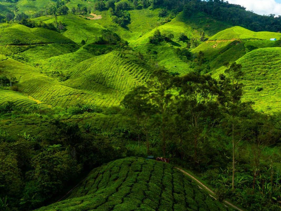 守护绿意盎然：茶煤病农药预防的科学之道