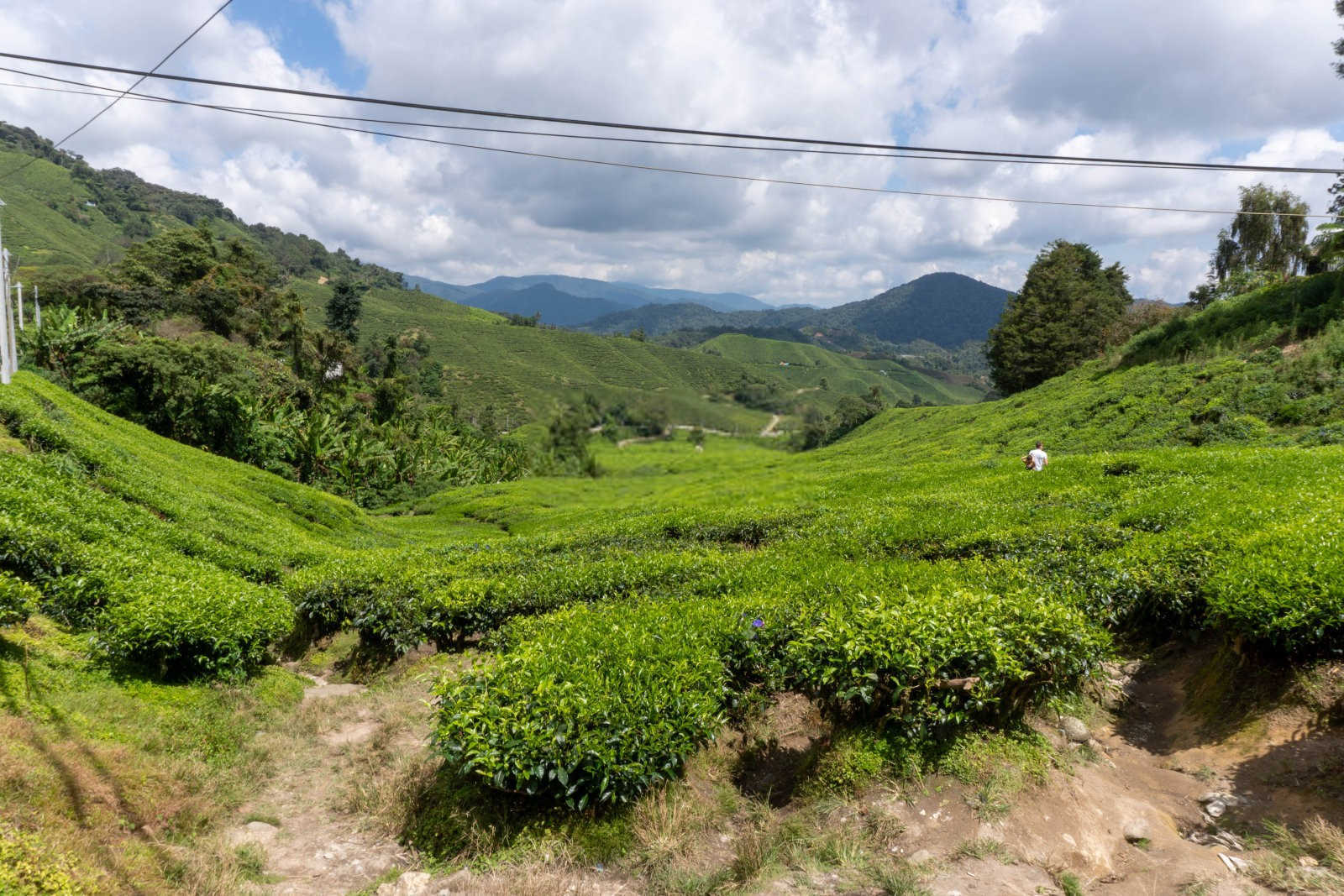 金花茶的田间管理：揭秘茶叶品质的关键