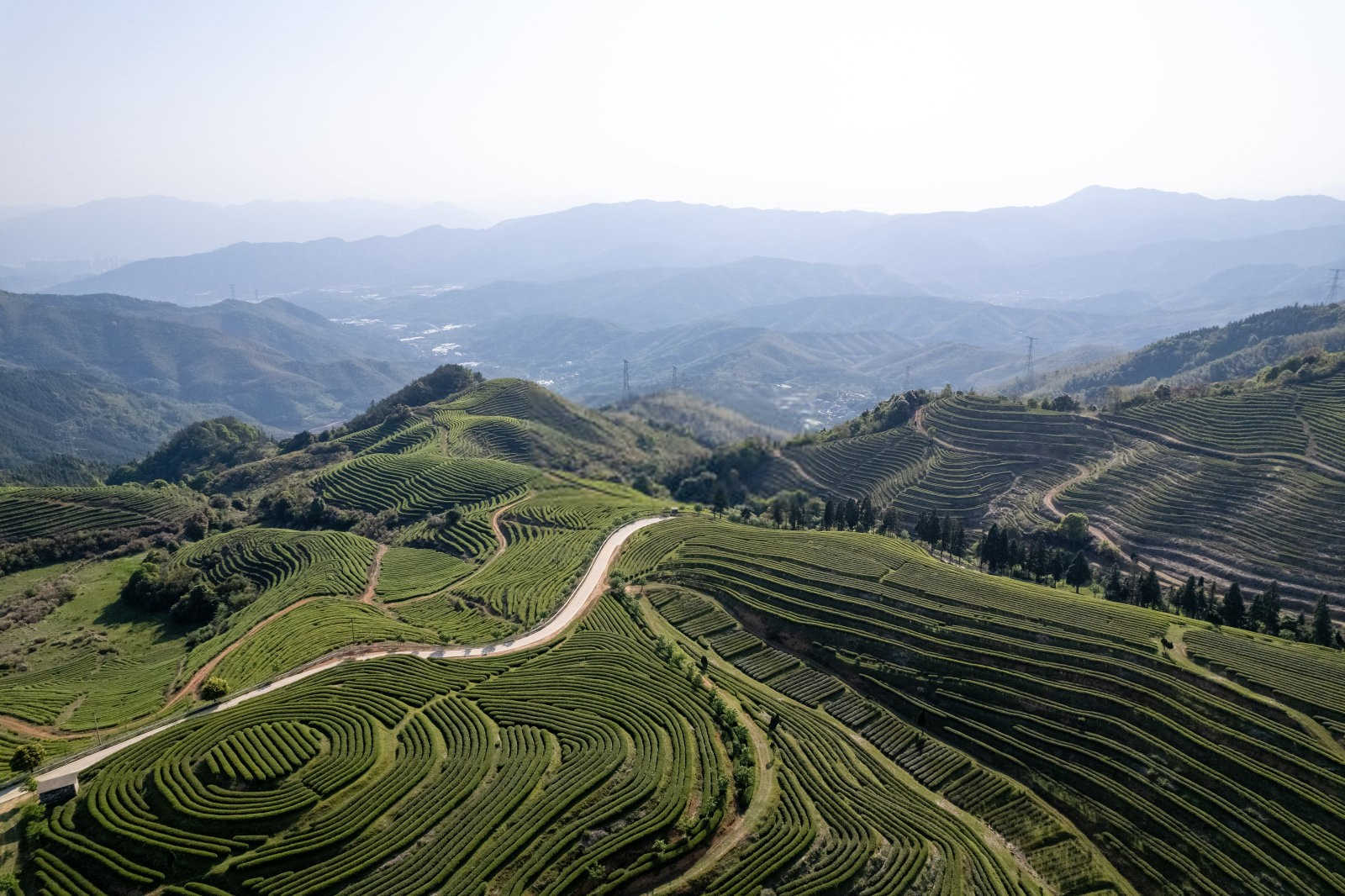 守护绿意盎然：茶煤病农药预防的科学之道