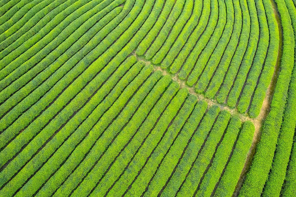 香瓜茶黄螨的发生规律及防治方法分析介绍？