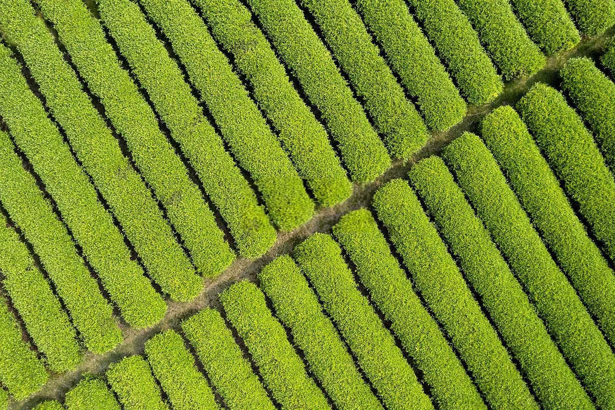 茶园守护者：有效防治茶小卷叶蛾的药剂策略