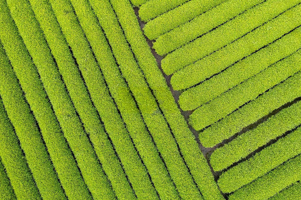 茶树有机水溶肥厂家
