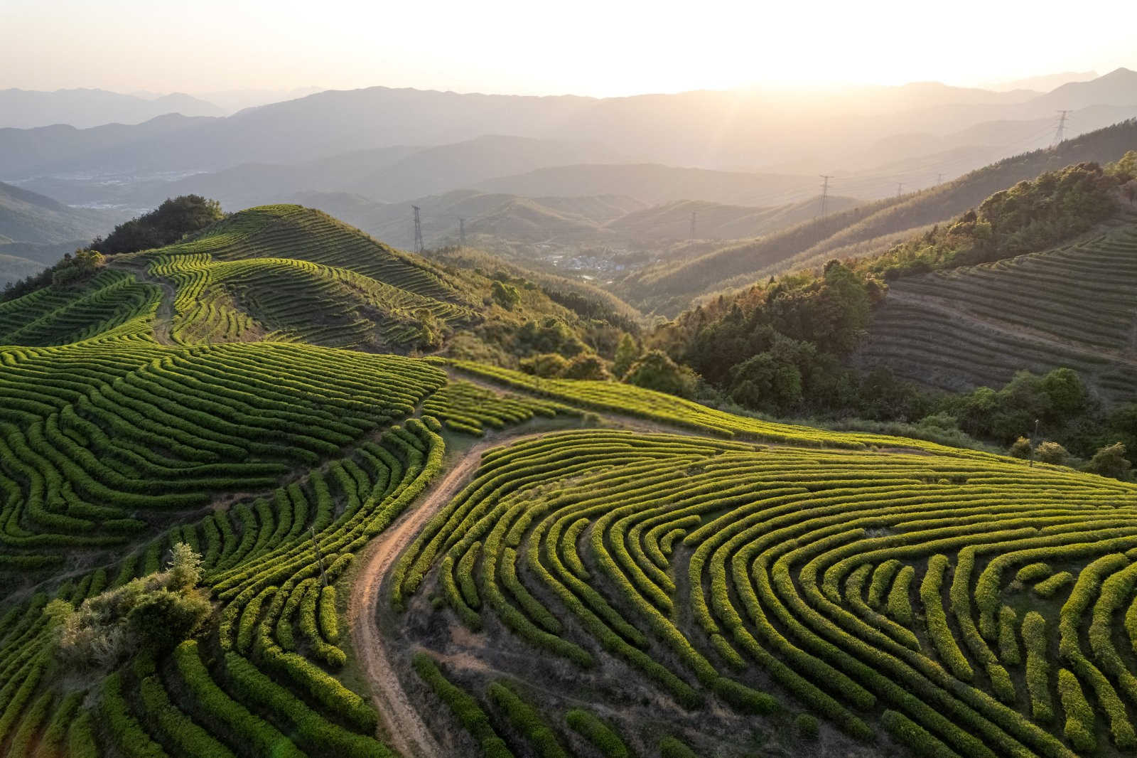 战胜春寒：守护茶园的科学之道