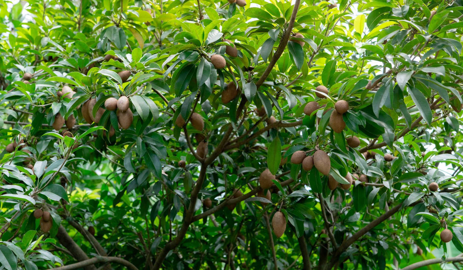 灯塔花卉微生物菌肥10大品牌皂角树