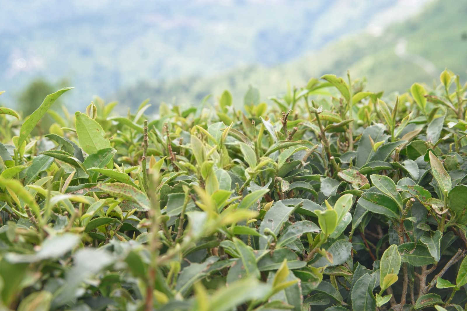 怎样防治茄子茶黄螨虫害？