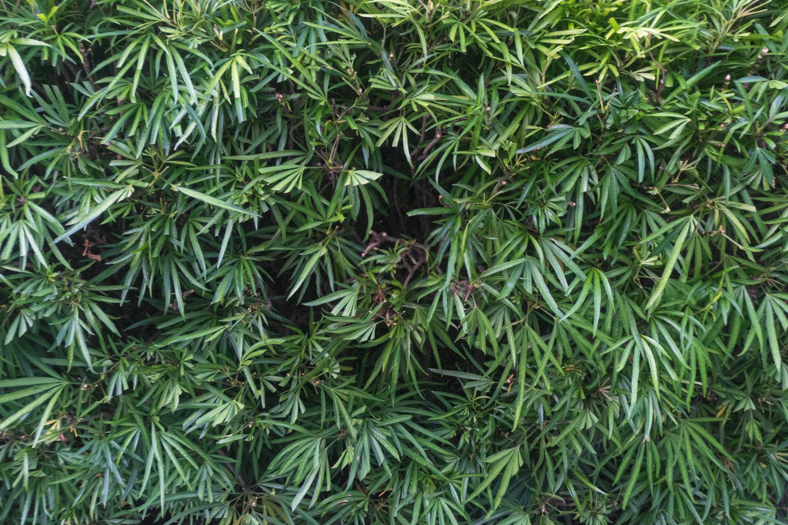朔州罗汉松生物有机肥的优点有哪些？