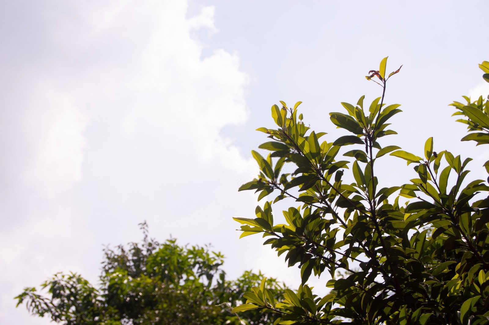 灯塔花卉微生物菌肥10大品牌皂角树