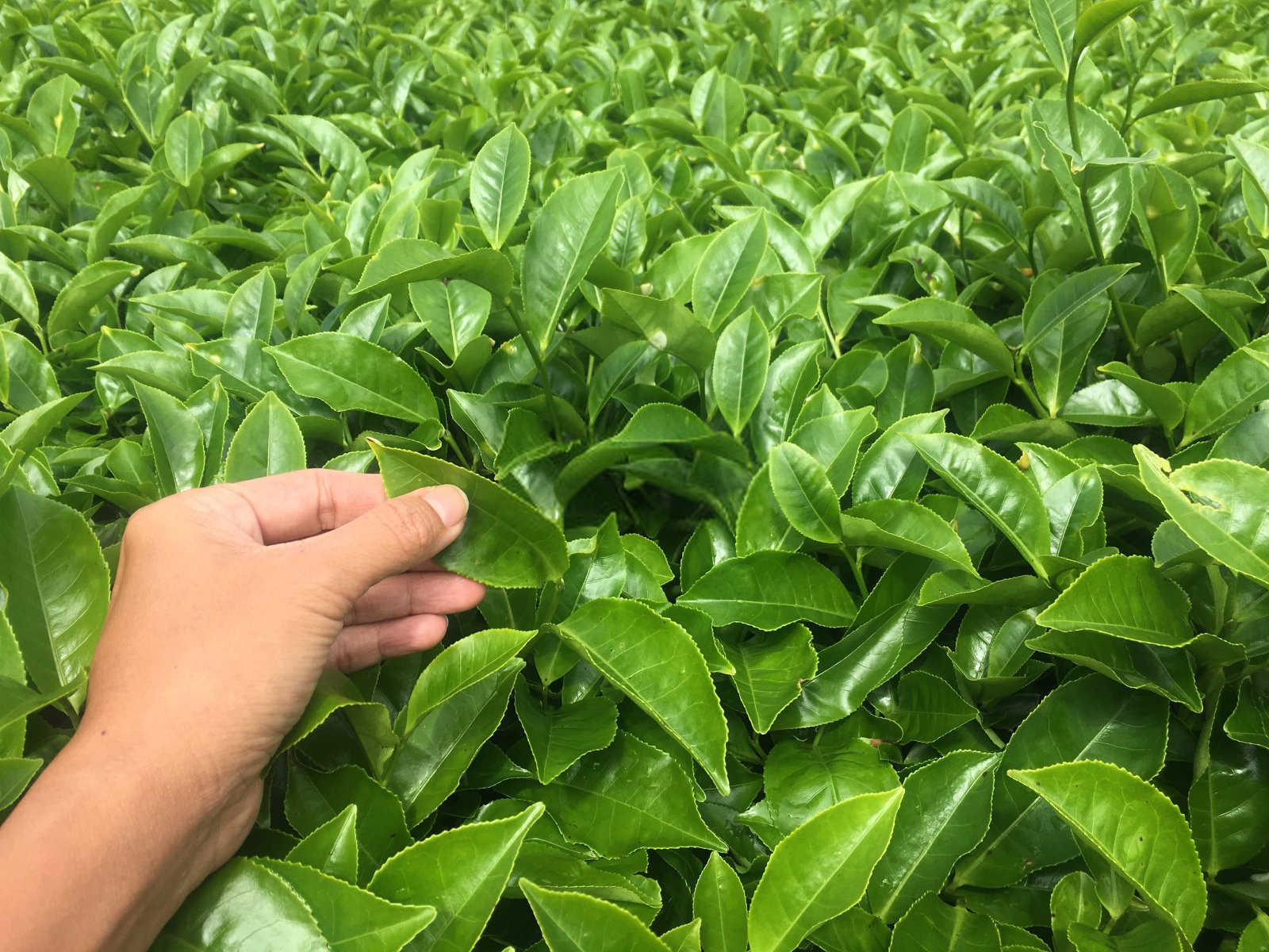 黑茶的泡法，黑茶的泡法的正确方法？