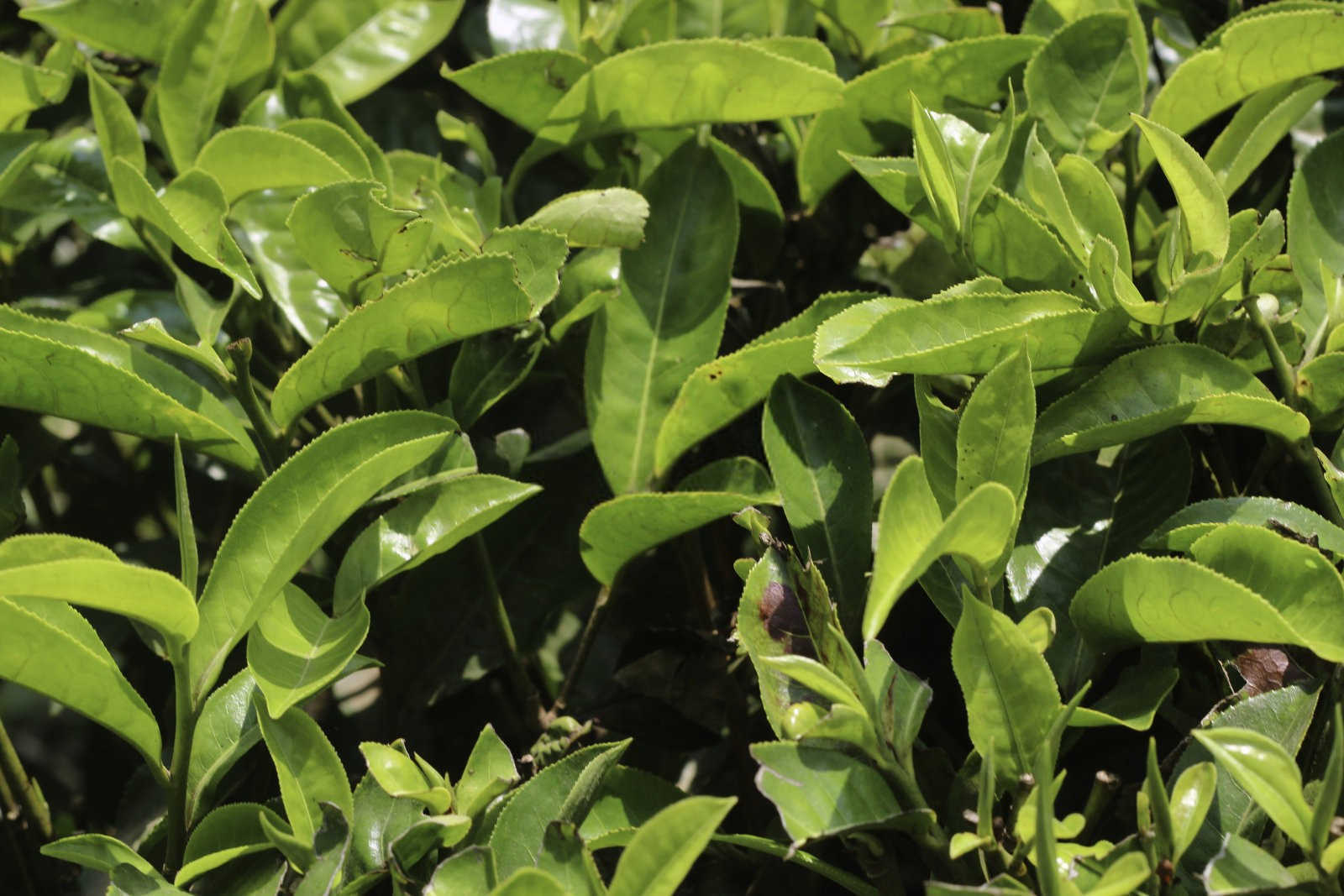 油茶树缓释肥多久施一次果树合适？