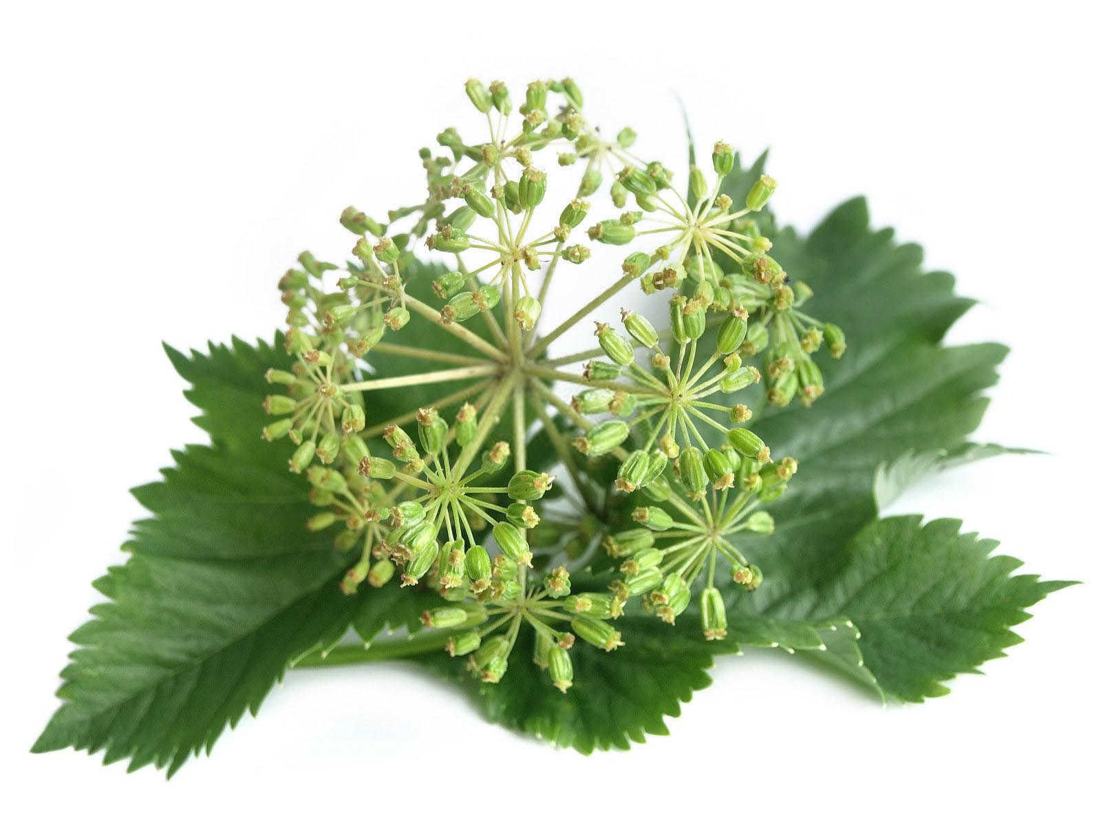 吴忠当归生物菌肥的用途和效果？