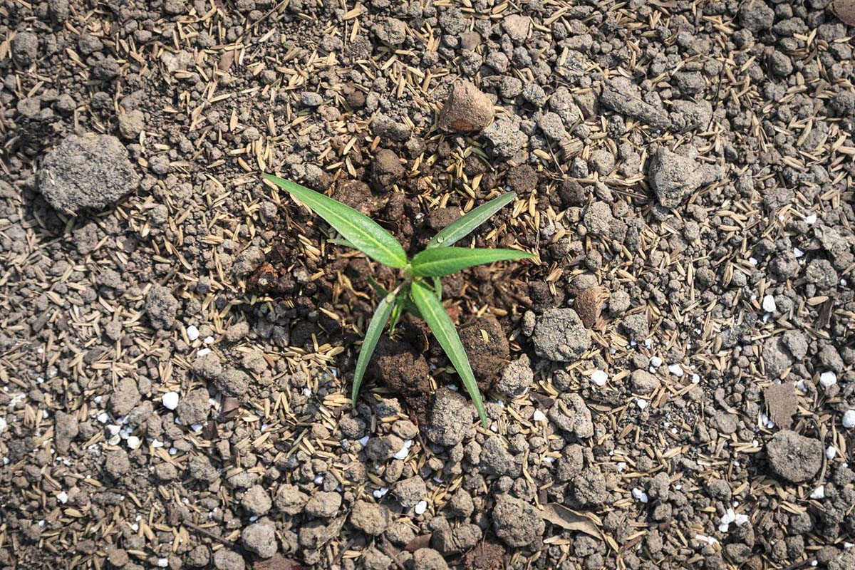 微生物菌剂怎么兑水使用唐山白术？