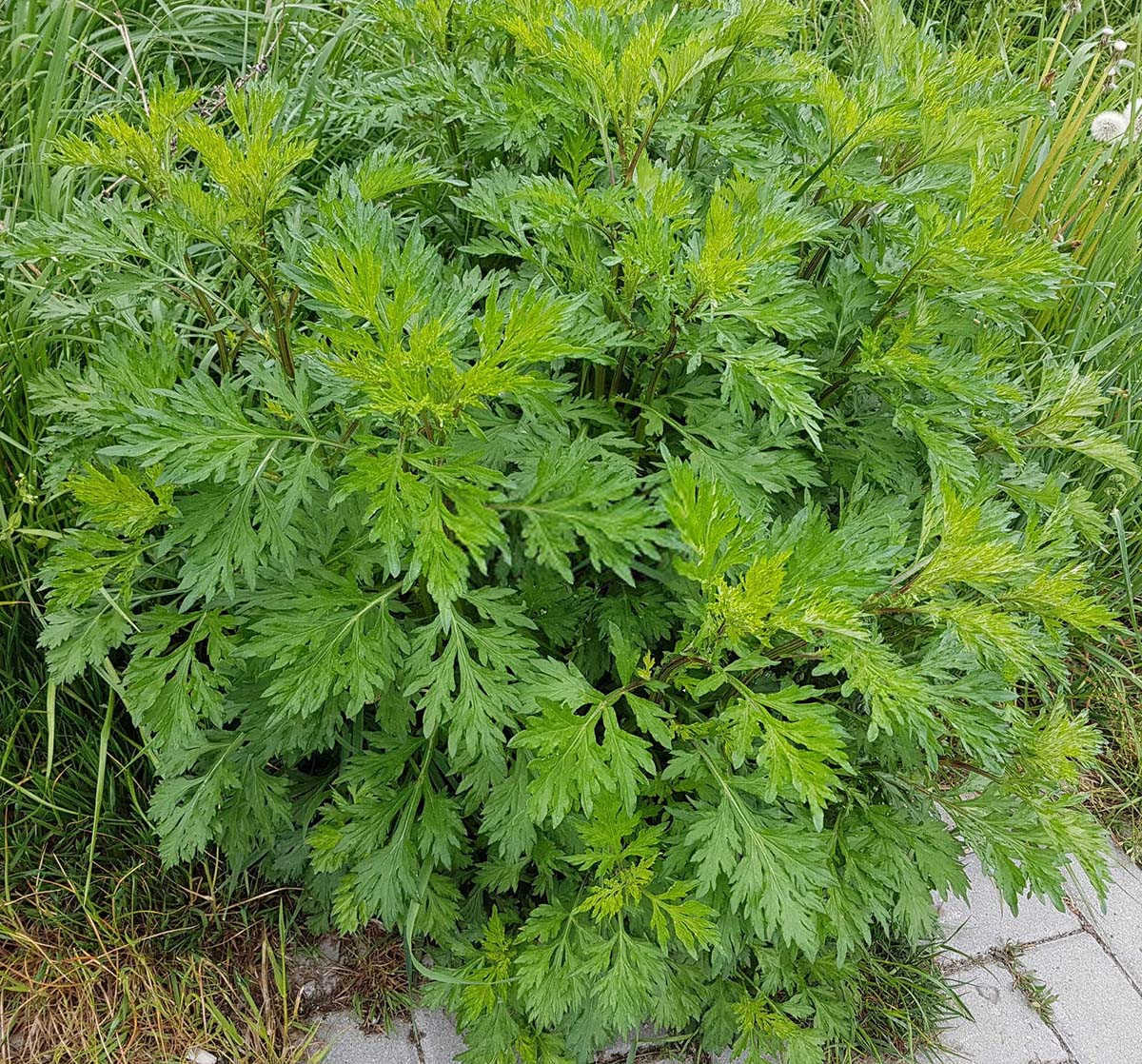 微生物菌肥是什么样子五常益母草？