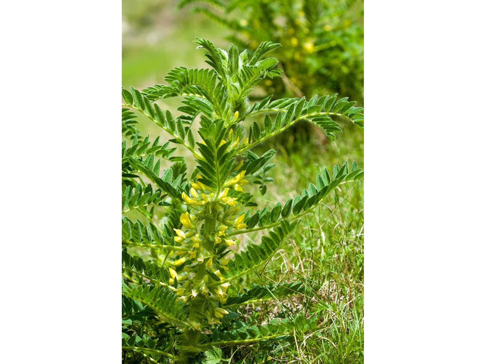 黄芪高产栽培技术