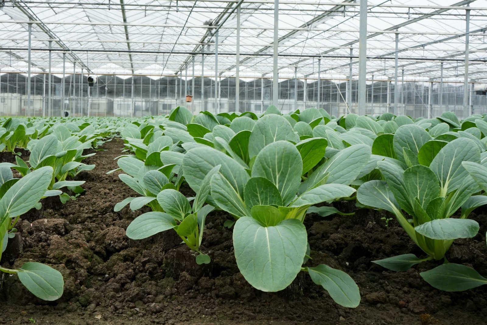 油菜病毒病的症状及防治措施