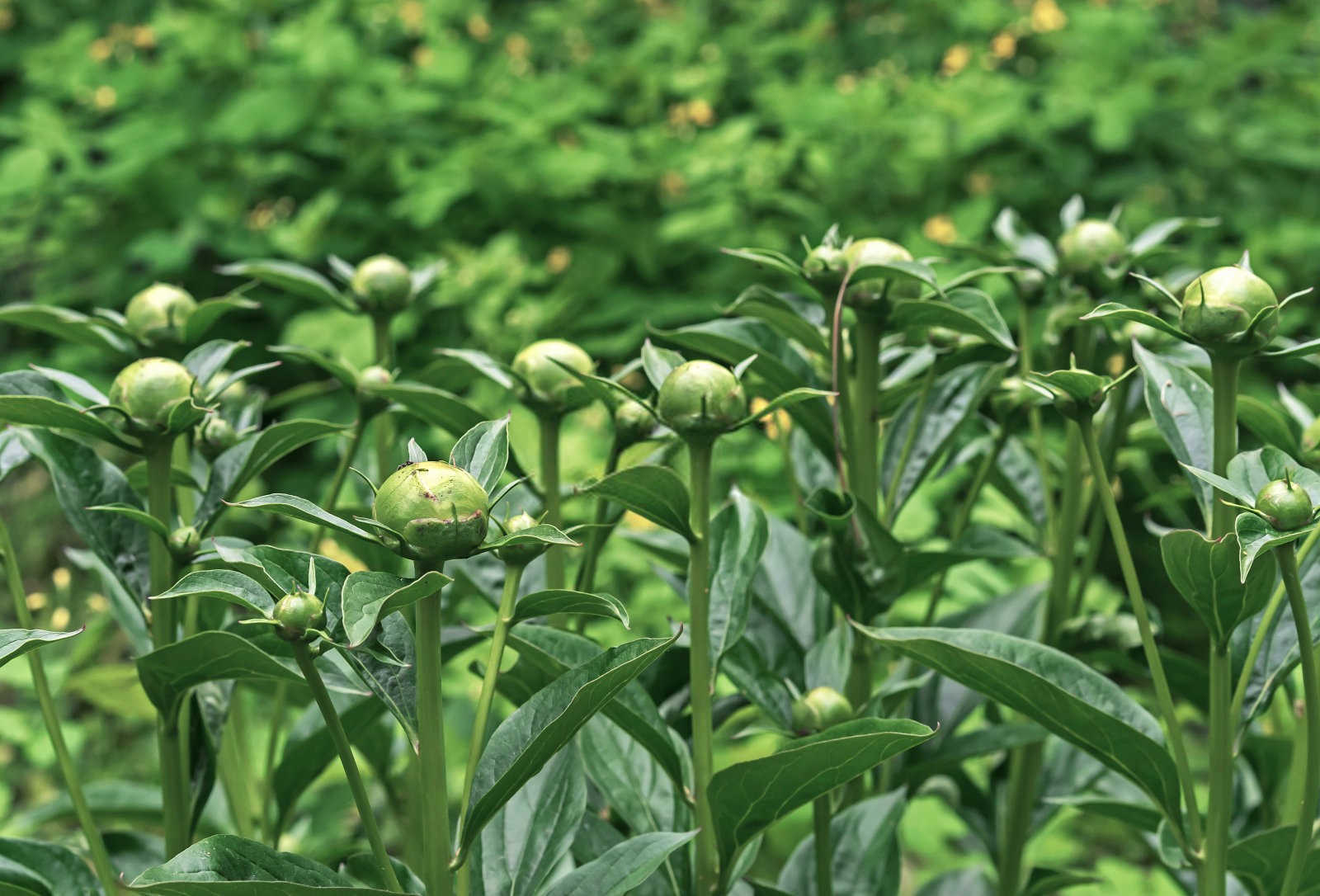 白术种植田间管理技术升级