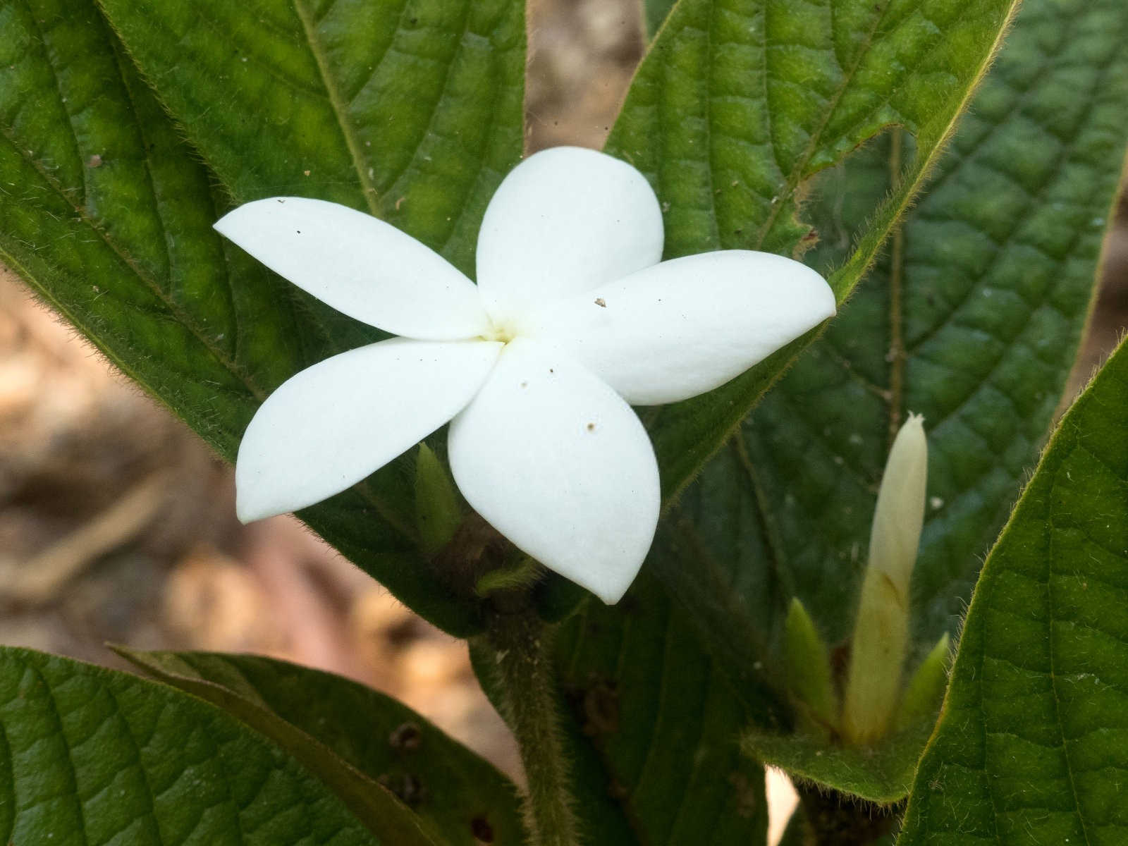 白术种植田间管理技术升级