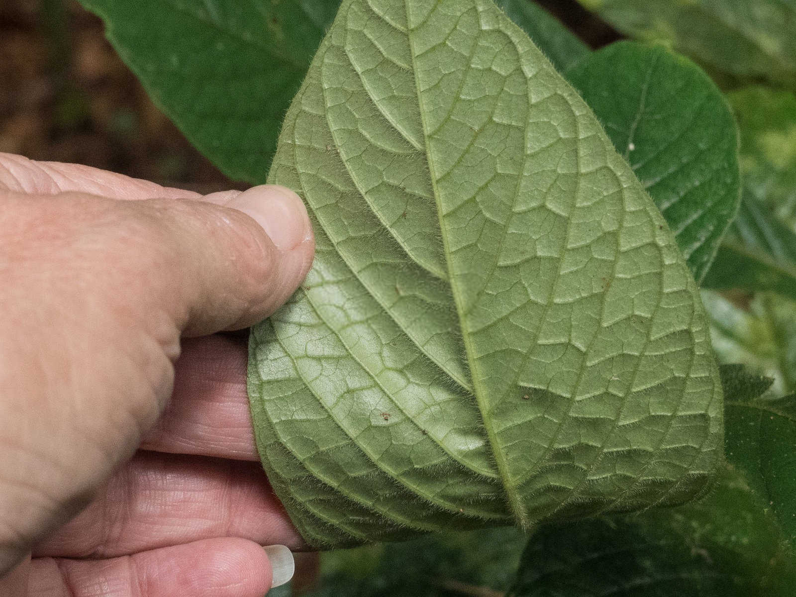 绿色未来：中药白术的种植前景与技术革新