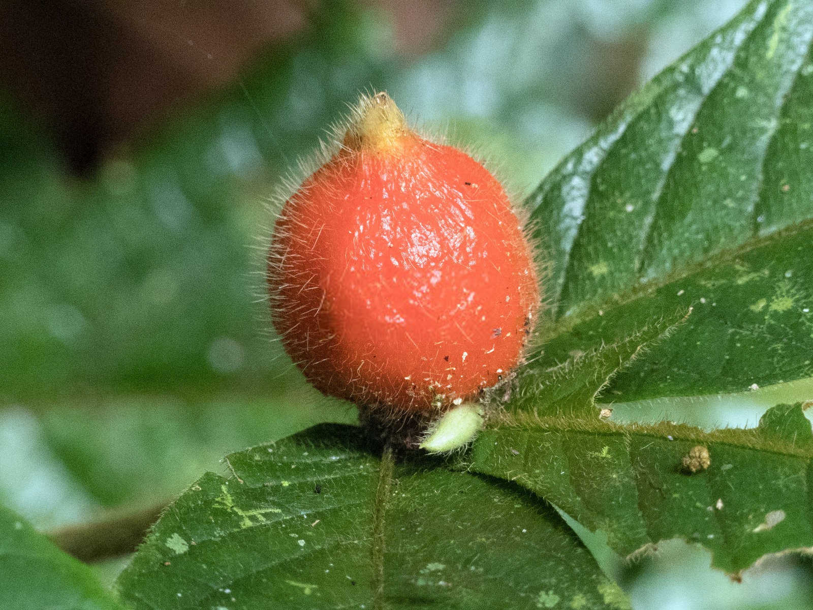 生物有机肥的优点是什么白术？