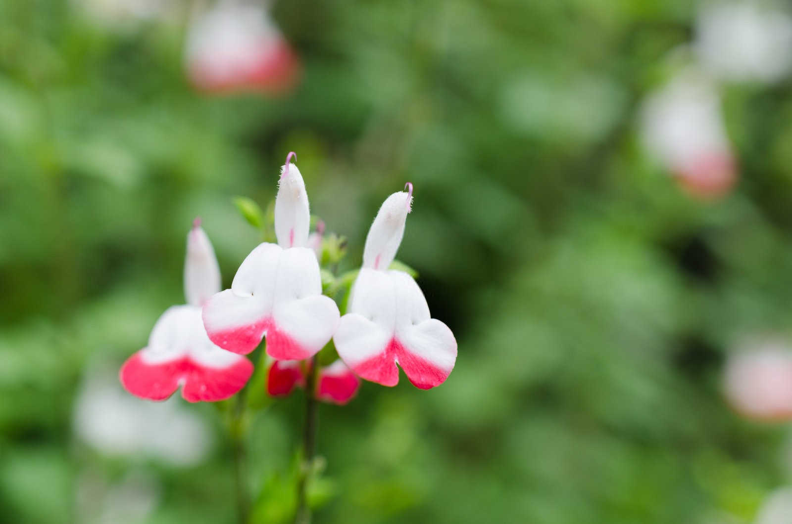 丹参病虫害防治：守护中医药宝库的珍贵资源