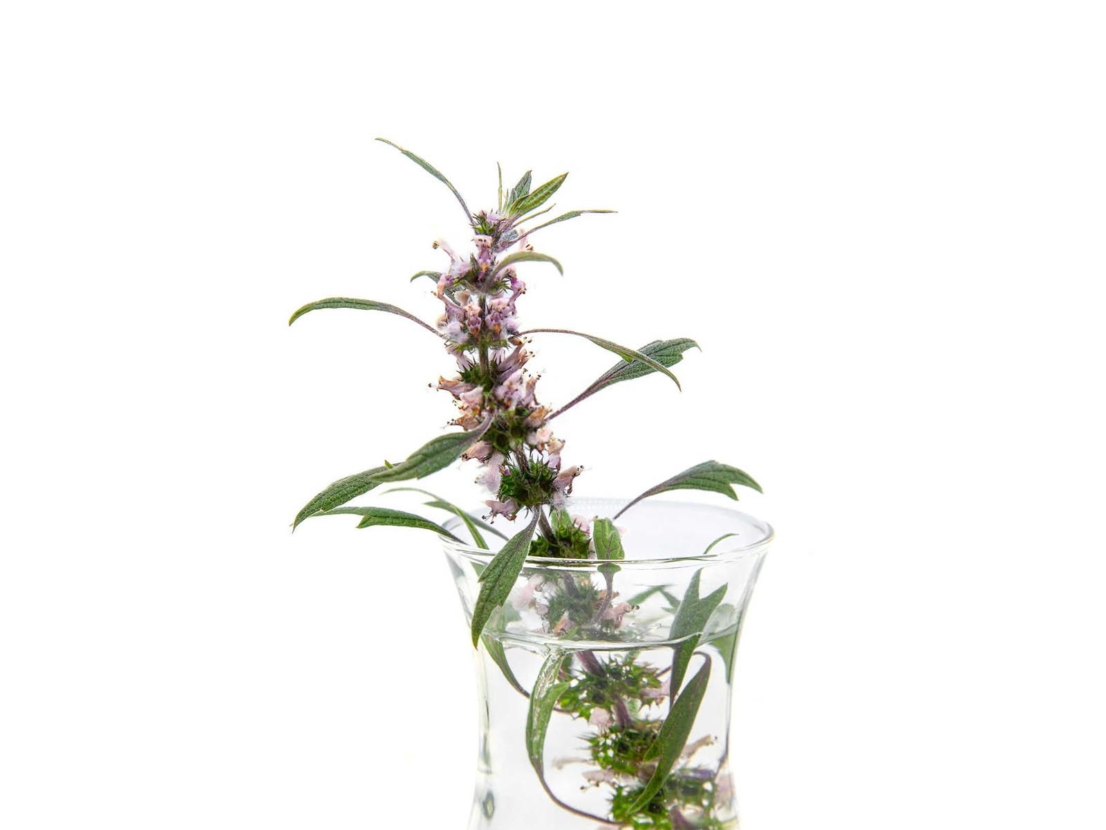 广西生物肥料的性质包括哪些2025益母草？