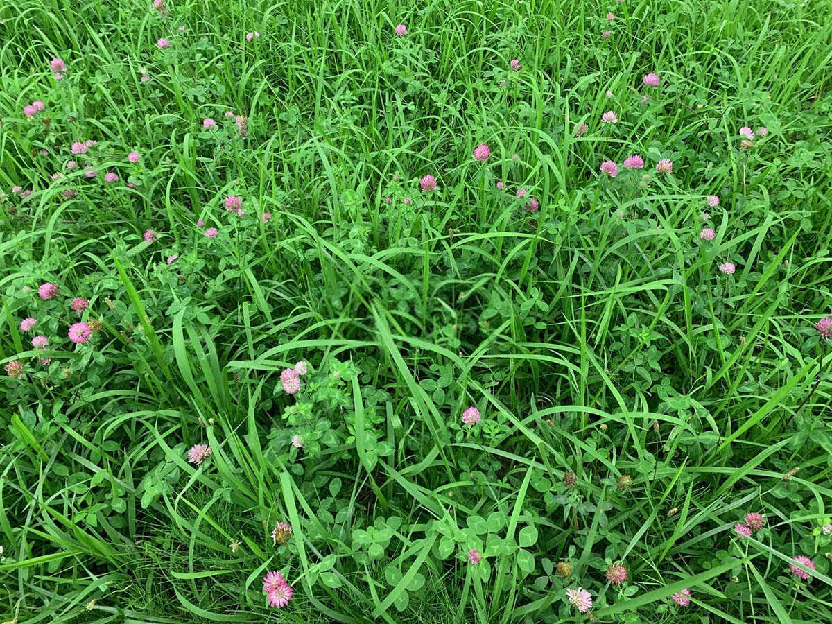 益母草的土壤选择：关键因素与种植技巧